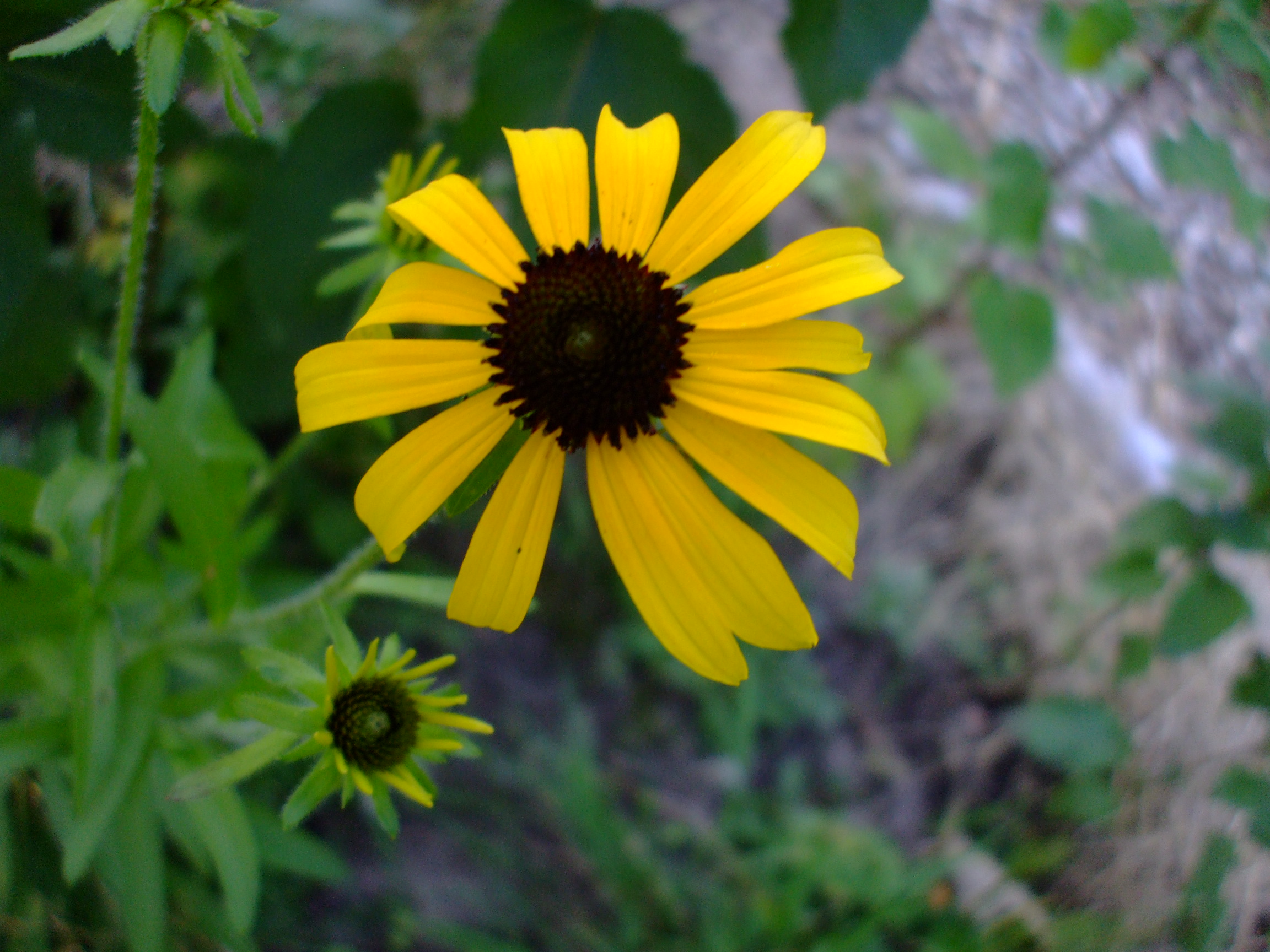 Rudbeckia missouriensis